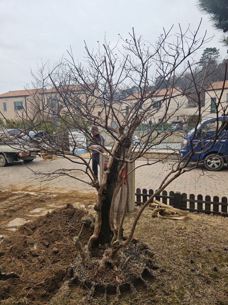 용인 전원주택 식재